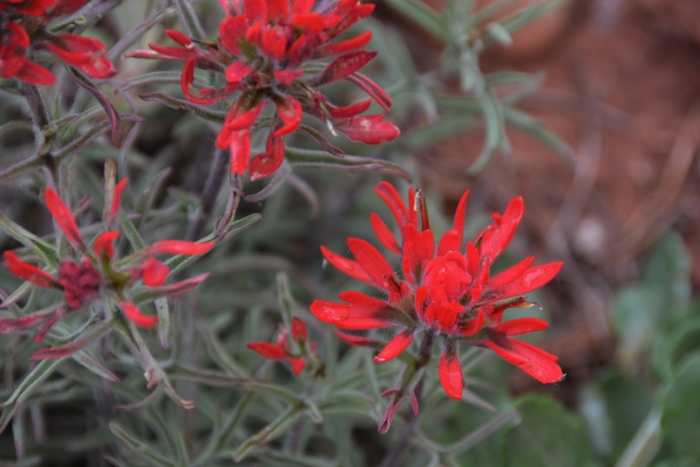 The Watchman Trail 